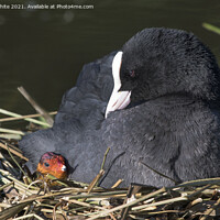 Buy canvas prints of Coot with new chick by Kevin White