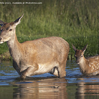 Buy canvas prints of Female deer and fawn by Kevin White