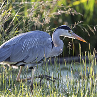 Buy canvas prints of Grey heron with eye on a fish by Kevin White