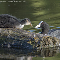 Buy canvas prints of Juvenille Coot feeding from Mum by Kevin White