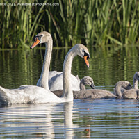 Buy canvas prints of Swan Cygnet family by Kevin White