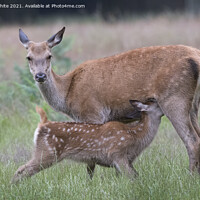 Buy canvas prints of Young Fallow deer feeding from Mum by Kevin White