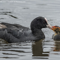Buy canvas prints of Coot feeding baby by Kevin White