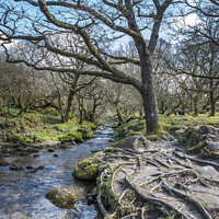 Buy canvas prints of Tree roots beside stream at Burrator reservoir by Kevin White