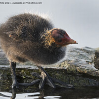 Buy canvas prints of Baby coot inspecting log by Kevin White