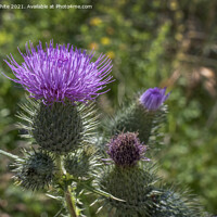 Buy canvas prints of Thistle by Kevin White
