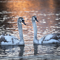 Buy canvas prints of Two cygnet swans at dawn by Kevin White