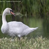 Buy canvas prints of Swan with feather in beak by Kevin White