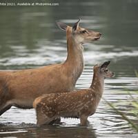 Buy canvas prints of Doe with fawn by Kevin White