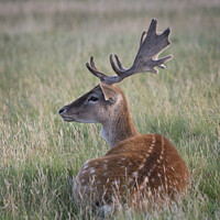 Buy canvas prints of Resting deer by Kevin White