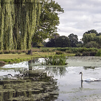 Buy canvas prints of Swan on a cloudy morning in Bushy Park by Kevin White