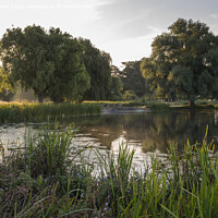 Buy canvas prints of Wild Bushy Park by Kevin White