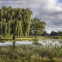 Buy canvas prints of Wildlife ponds in Bushy Park by Kevin White