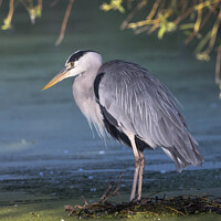 Buy canvas prints of Grey heron on nest by Kevin White