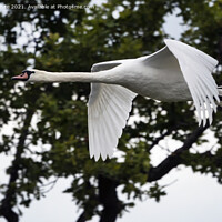 Buy canvas prints of Swan flying around pond by Kevin White