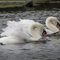 Buy canvas prints of Swans Synchronized Swimming by Kevin White