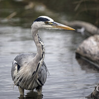 Buy canvas prints of Wading grey heron by Kevin White