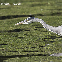 Buy canvas prints of Stealth like Heron by Kevin White