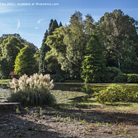Buy canvas prints of Trees and flora of Sheffield Park by Kevin White