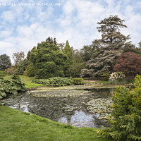 Buy canvas prints of Pond side at Sheffield Park by Kevin White