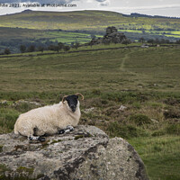 Buy canvas prints of Dartmoor resting sheep by Kevin White