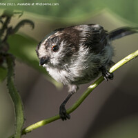 Buy canvas prints of scruffy long tailed tit by Kevin White