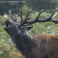 Buy canvas prints of Red Stag roaring  by Kevin White
