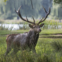 Buy canvas prints of Stag after mud bath by Kevin White