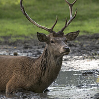 Buy canvas prints of Proud stag lying in mud by Kevin White