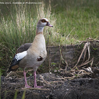Buy canvas prints of Egyptian goose protecting nest by Kevin White
