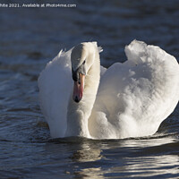 Buy canvas prints of Swan with winter sun by Kevin White