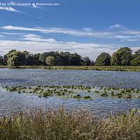 Buy canvas prints of Bushy Park Ponds in Surrey by Kevin White