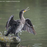 Buy canvas prints of Immature Cormorant by Kevin White