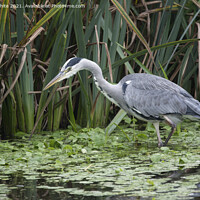 Buy canvas prints of Grey Heron in shallow pond by Kevin White