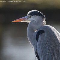 Buy canvas prints of Grey heron backlit by sun by Kevin White