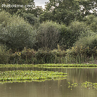 Buy canvas prints of Bookham  Common pond panorama by Kevin White