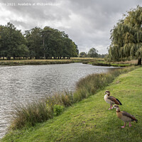 Buy canvas prints of A pair of Egyptian geese by Kevin White
