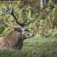Buy canvas prints of Full size antlers by Kevin White
