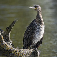 Buy canvas prints of Juvenille Cormorant by Kevin White