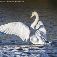 Buy canvas prints of Showing off mute swan by Kevin White