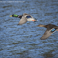Buy canvas prints of Ducks flying together by Kevin White