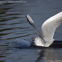 Buy canvas prints of Seagull landing with a splash by Kevin White