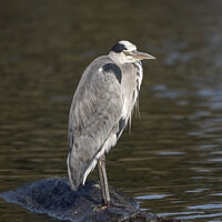 Buy canvas prints of Grey Heron on rock by Kevin White