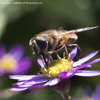Buy canvas prints of Pollinators by Kevin White
