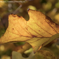 Buy canvas prints of Autumn  leaves 2 by Kevin White