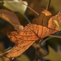 Buy canvas prints of Autumn leaves 1 by Kevin White