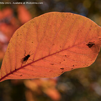 Buy canvas prints of Autumn leaves with insect by Kevin White