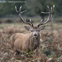 Buy canvas prints of Impressive antlers by Kevin White