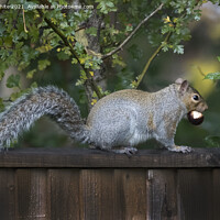 Buy canvas prints of Common grey squirrel by Kevin White