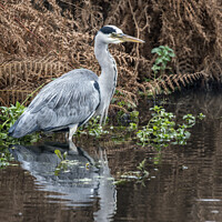 Buy canvas prints of Grey heron wading by Kevin White